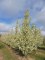 PYRUS calleryana 'Chanticleer'