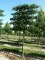 PYRUS calleryana 'Chanticleer' palissé tige 5