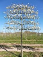 PYRUS calleryana 'Chanticleer' palissé tige 5