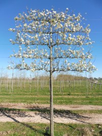 Poirier à fleurs 'Chanticleer' palissé