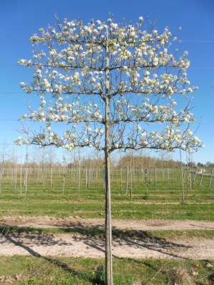 PYRUS calleryana 'Chanticleer' palissé tige 5