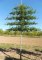 PYRUS calleryana 'Chanticleer'