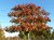 PYRUS calleryana 'Chanticleer' palissé tige 5