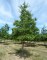 QUERCUS coccinea