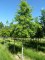 QUERCUS coccinea