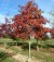 QUERCUS coccinea
