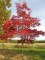 QUERCUS coccinea