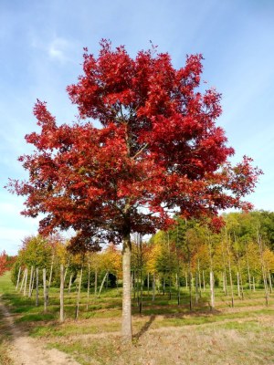 QUERCUS coccinea