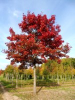 QUERCUS coccinea