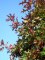 QUERCUS coccinea