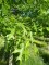 QUERCUS coccinea