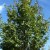 QUERCUS frainetto