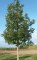 QUERCUS frainetto