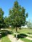 QUERCUS frainetto