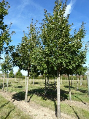 QUERCUS frainetto