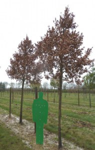 Chêne cultivar 'Wageningen'