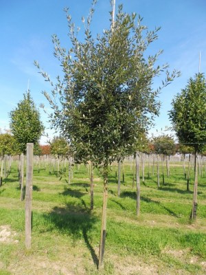 QUERCUS ilex
