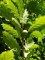 QUERCUS petraea