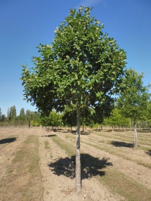 QUERCUS petraea