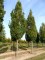 QUERCUS robur 'Fastigiata Koster'