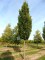 QUERCUS robur 'Fastigiata Koster'