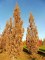 QUERCUS robur 'Fastigiata Koster'