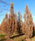 QUERCUS robur 'Fastigiata Koster'
