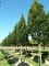 QUERCUS robur 'Fastigiata Koster'