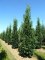 QUERCUS robur 'Fastigiata Koster'