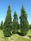 QUERCUS robur 'Fastigiata Koster'
