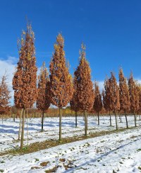 QUERCUS robur 'Fastigiata Koster'