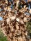 QUERCUS robur 'Fastigiata Koster'