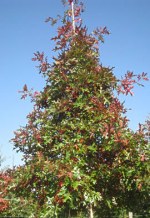 QUERCUS coccinea