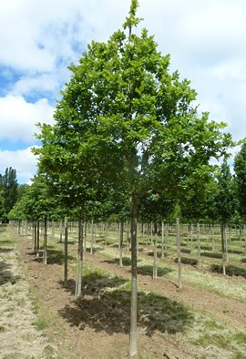 QUERCUS petraea