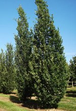 QUERCUS robur 'Fastigiata Koster'