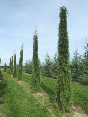 SEQUOIADENDRON giganteum 'Pendulum'