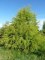 TAXODIUM distichum