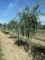 PYRUS salicifolia 'Pendula'