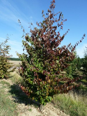 PARROTIA persica 'Vanessa'