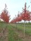 ACER freemani 'Autumn Blaze ® Jeffersred