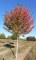 ACER freemani 'Autumn Blaze ® Jeffersred