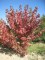 ACER freemani 'Autumn Blaze ® Jeffersred