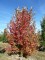 ACER freemani 'Autumn Blaze ® Jeffersred