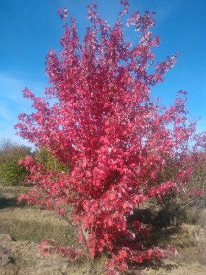 ACER freemani 'Autumn Blaze ® Jeffersred