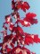 ACER freemani 'Autumn Blaze ® Jeffersred