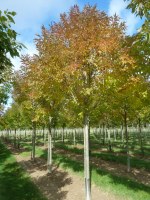 FRAXINUS pensylvanicum 'Cimmaron' ®