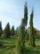 SEQUOIADENDRON giganteum 'Pendulum'