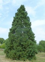 SEQUOIADENDRON giganteum