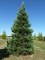 SEQUOIADENDRON giganteum