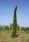 SEQUOIADENDRON giganteum 'Pendulum'